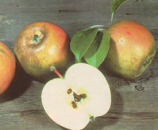 Golden Russet apples, an antique variety available from Mayor Nursery.